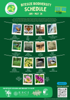 Weekly Bitesize Biodiversity Series (15 Minutes) - The Wren